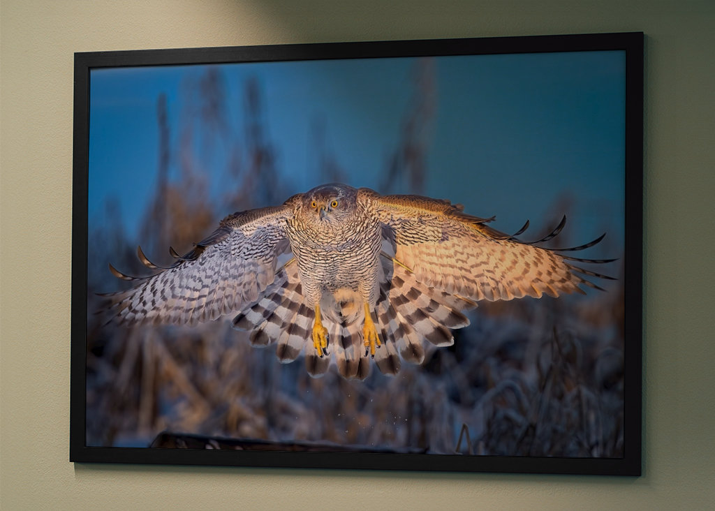 Jestřáb lesní v posledním denním světle