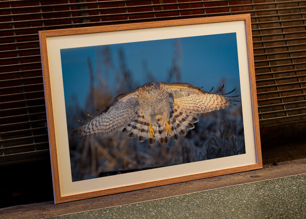 Jestřáb lesní v posledním denním světle