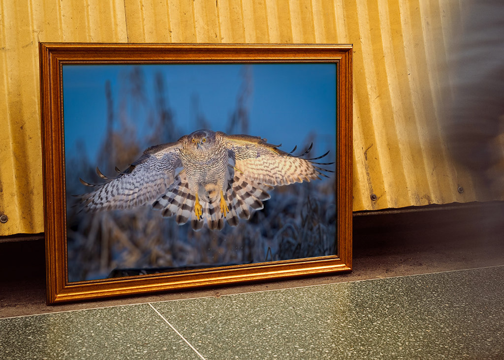 Jestřáb lesní v posledním denním světle