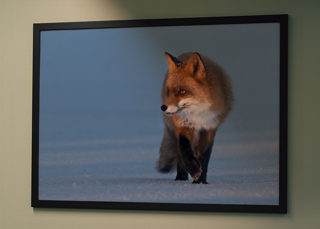 Der Fuchs rasselt über das Eis