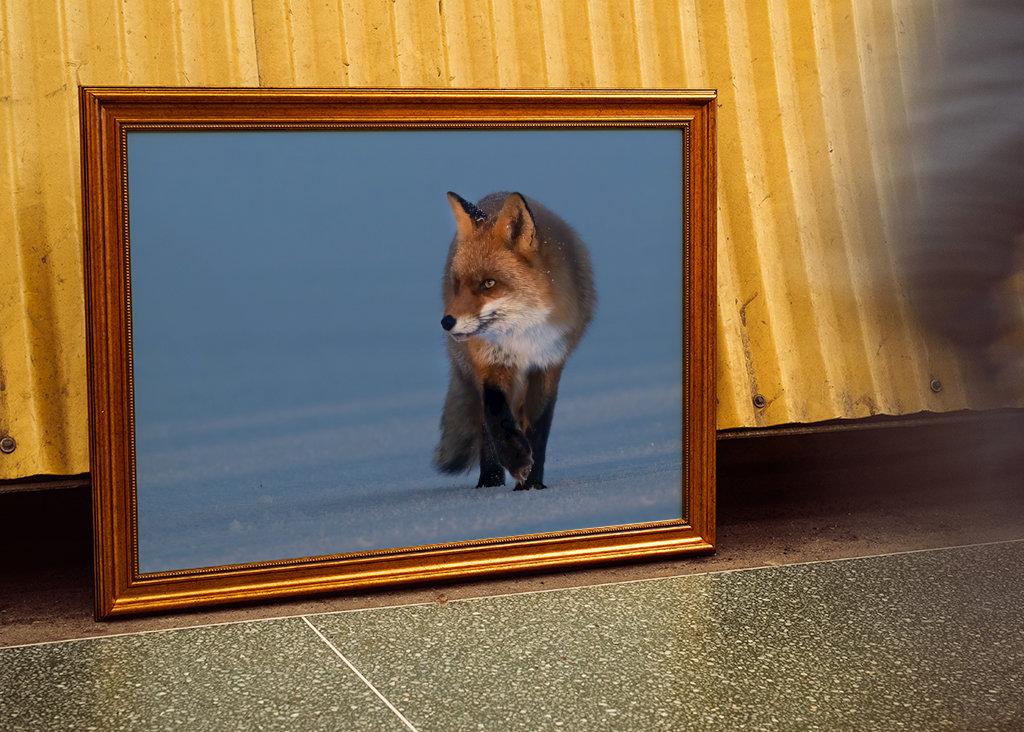Der Fuchs rasselt über das Eis