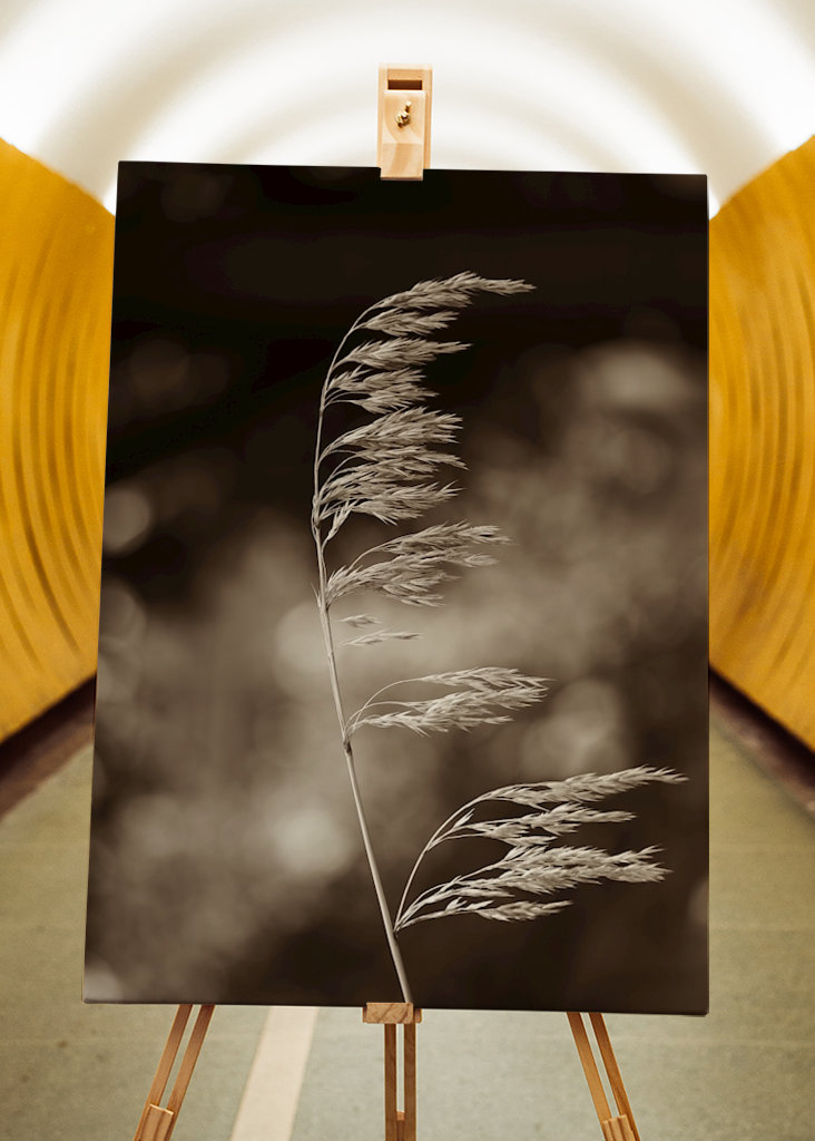 Steblo trávy vo vetre