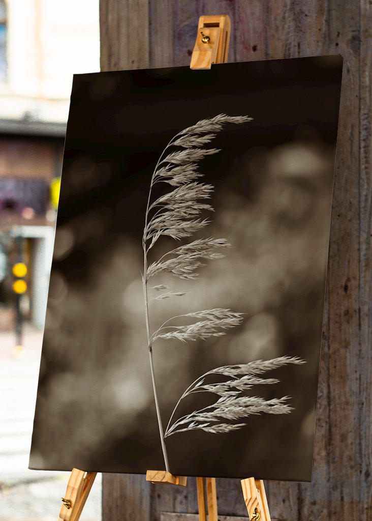 Steblo trávy vo vetre