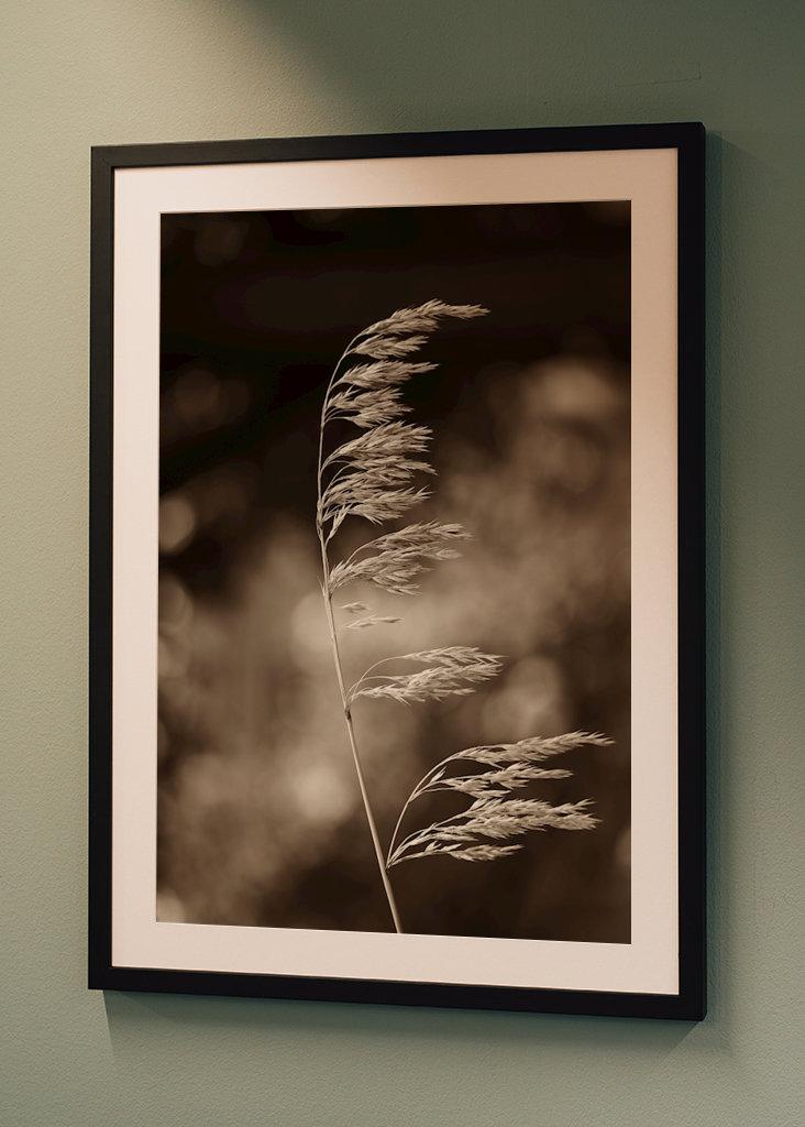 Steblo trávy vo vetre