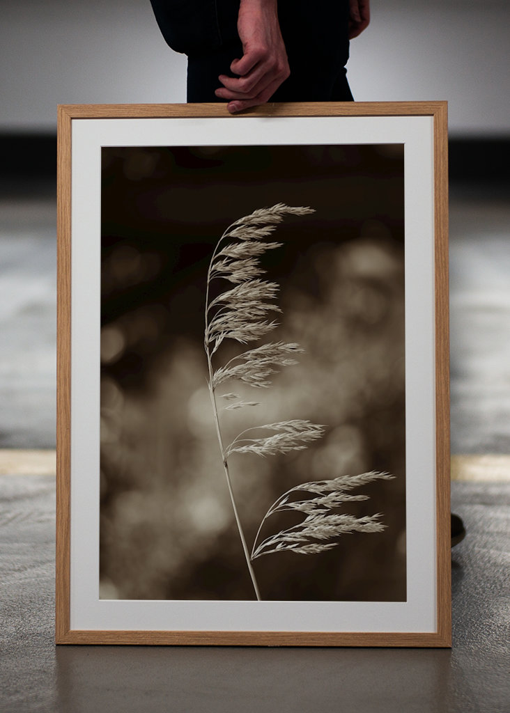 Steblo trávy vo vetre