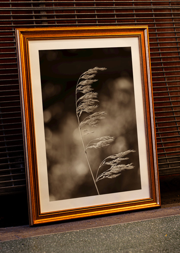 Steblo trávy vo vetre