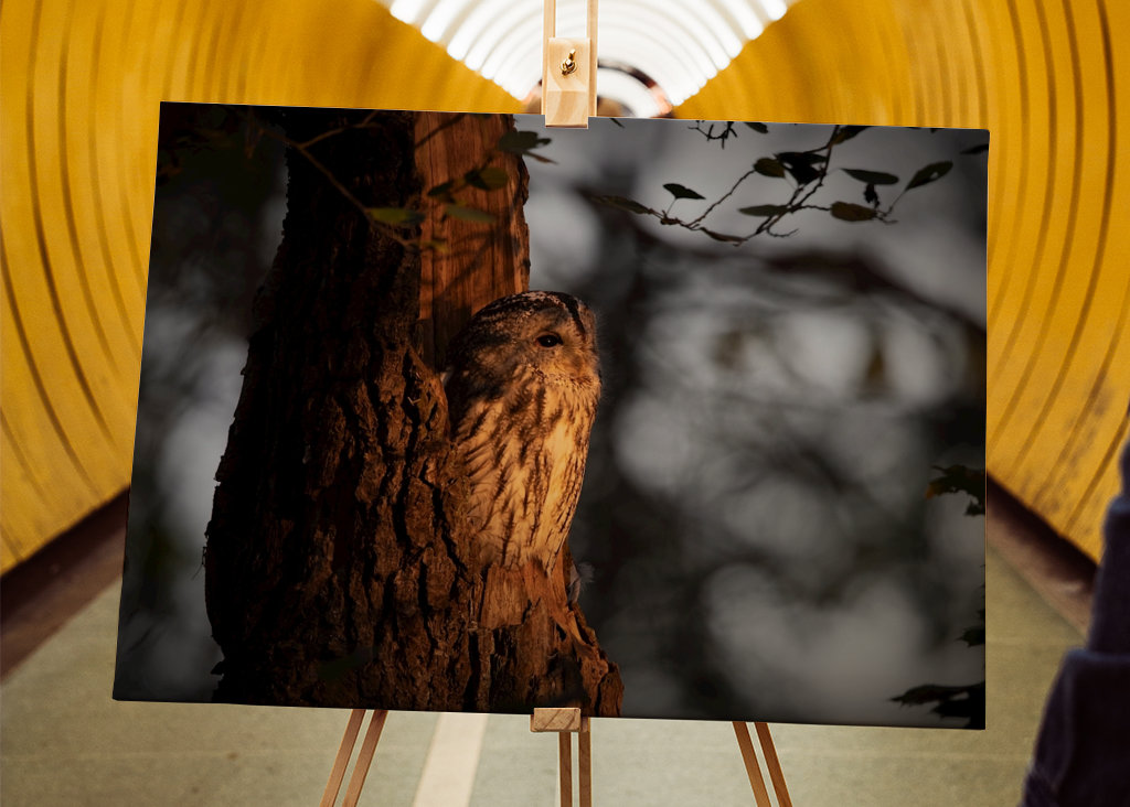 Tawny owl in sunrise