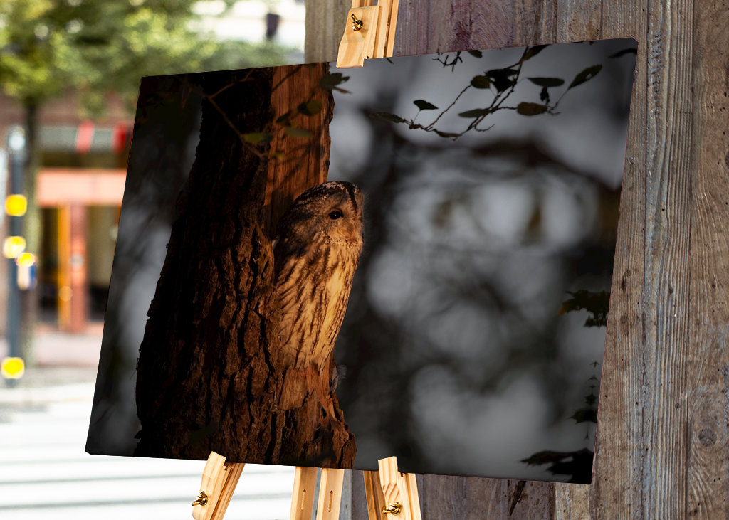 Tawny owl in sunrise