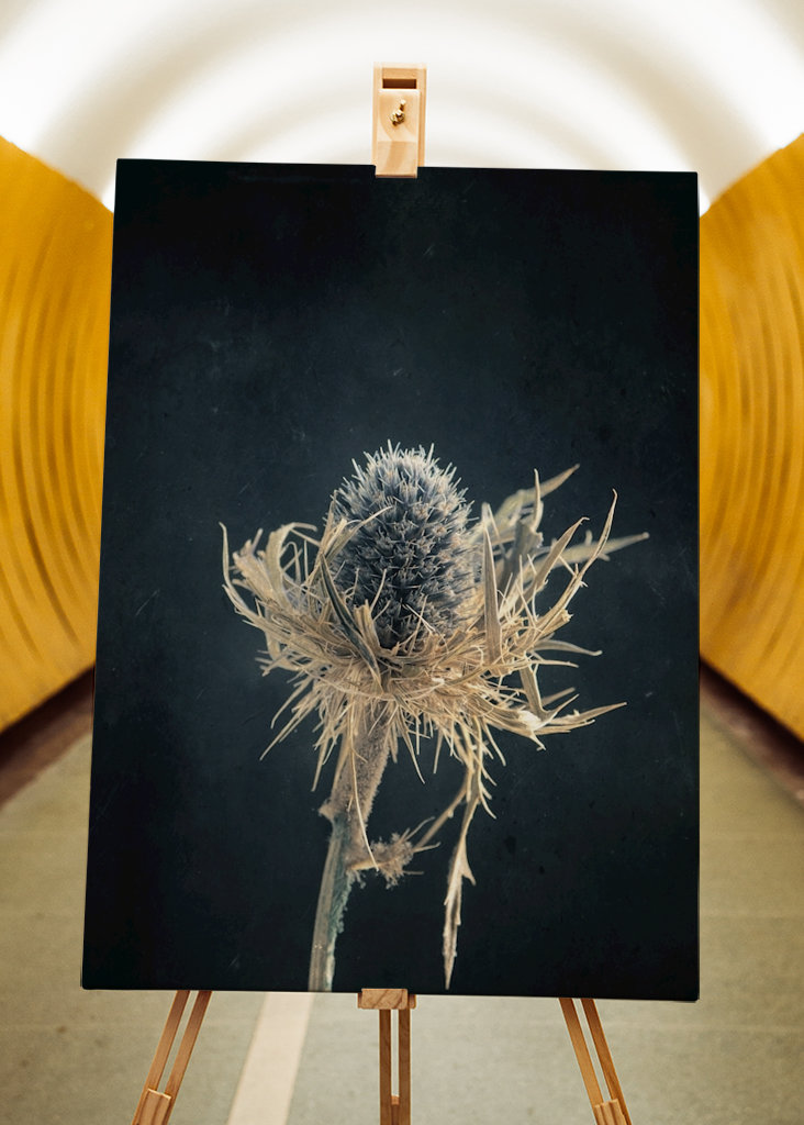 Cardo essiccato 