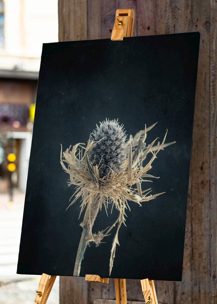 Cardo essiccato 