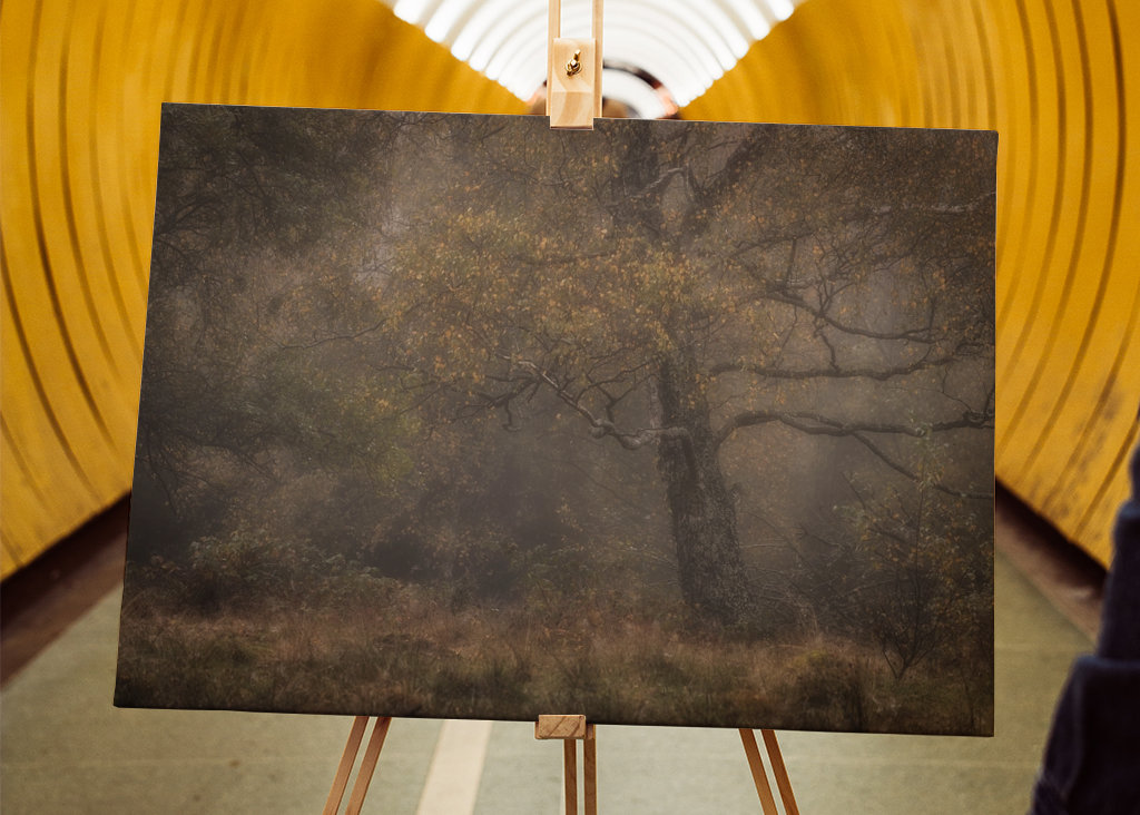 Arbre d’automne dans le brouillard