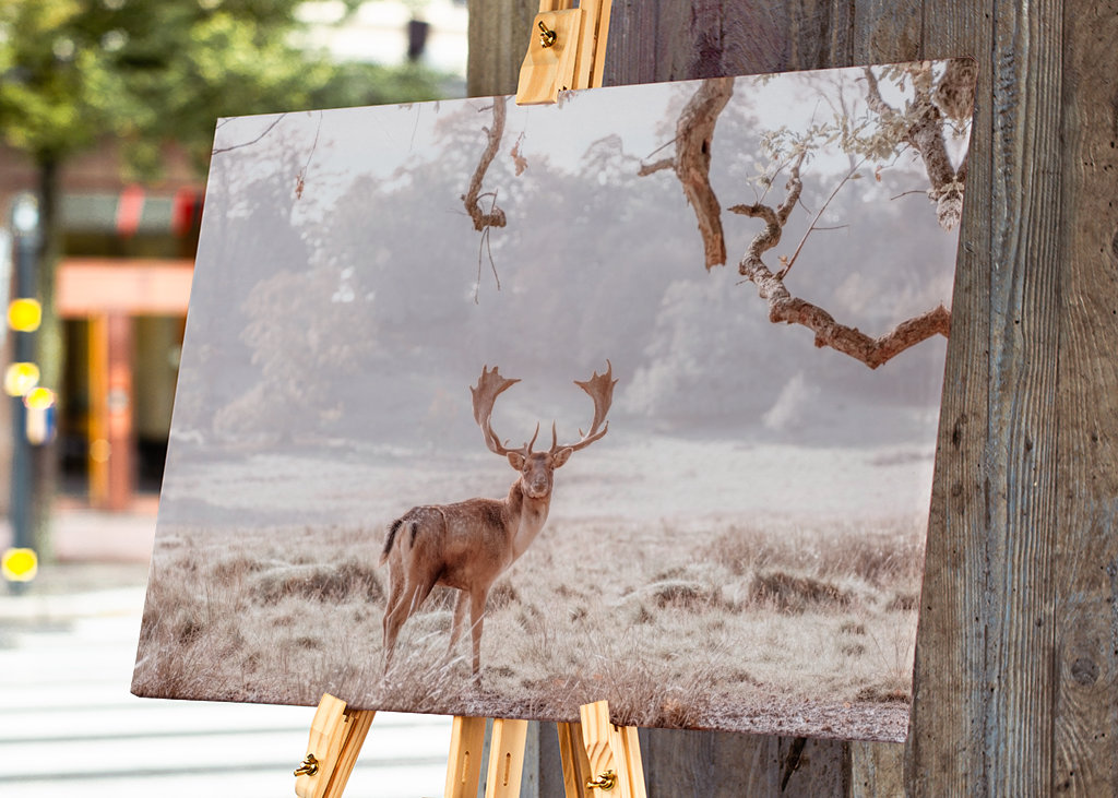 Stag in a field
