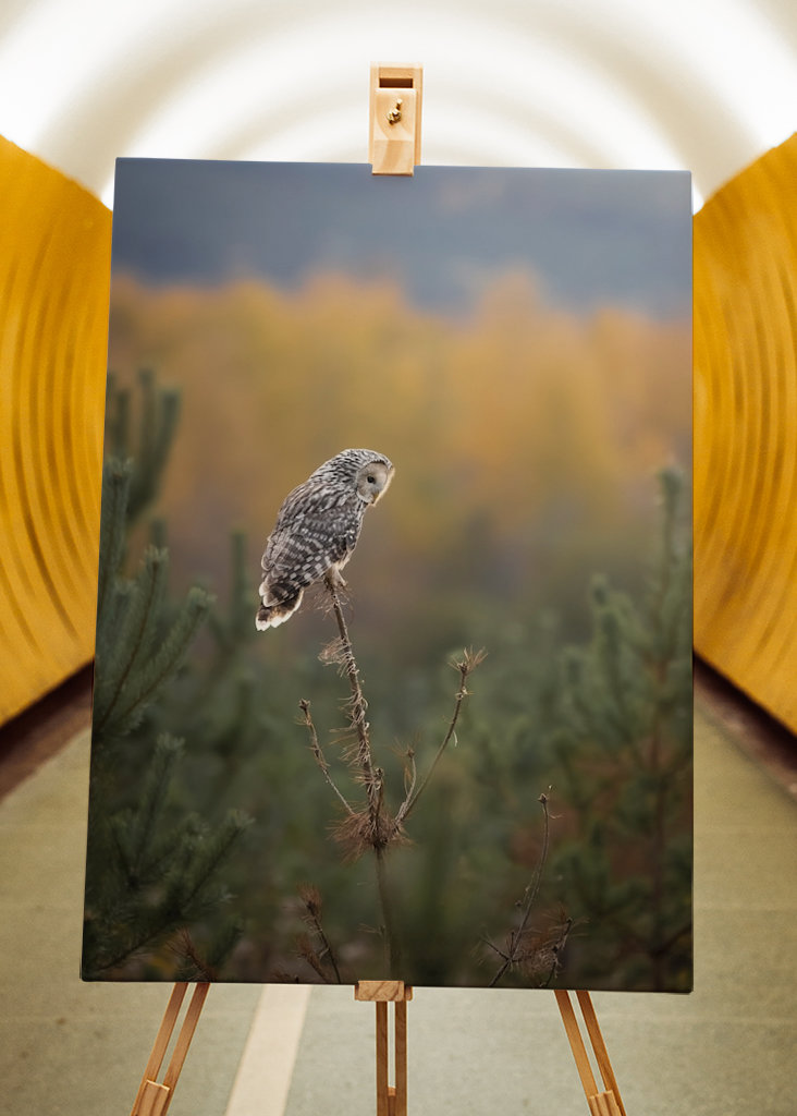 Coruja Ural nas cores do outono