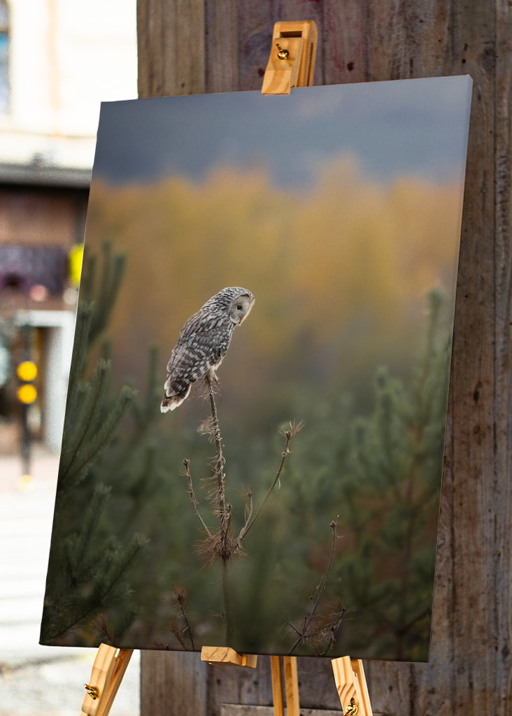Coruja Ural nas cores do outono