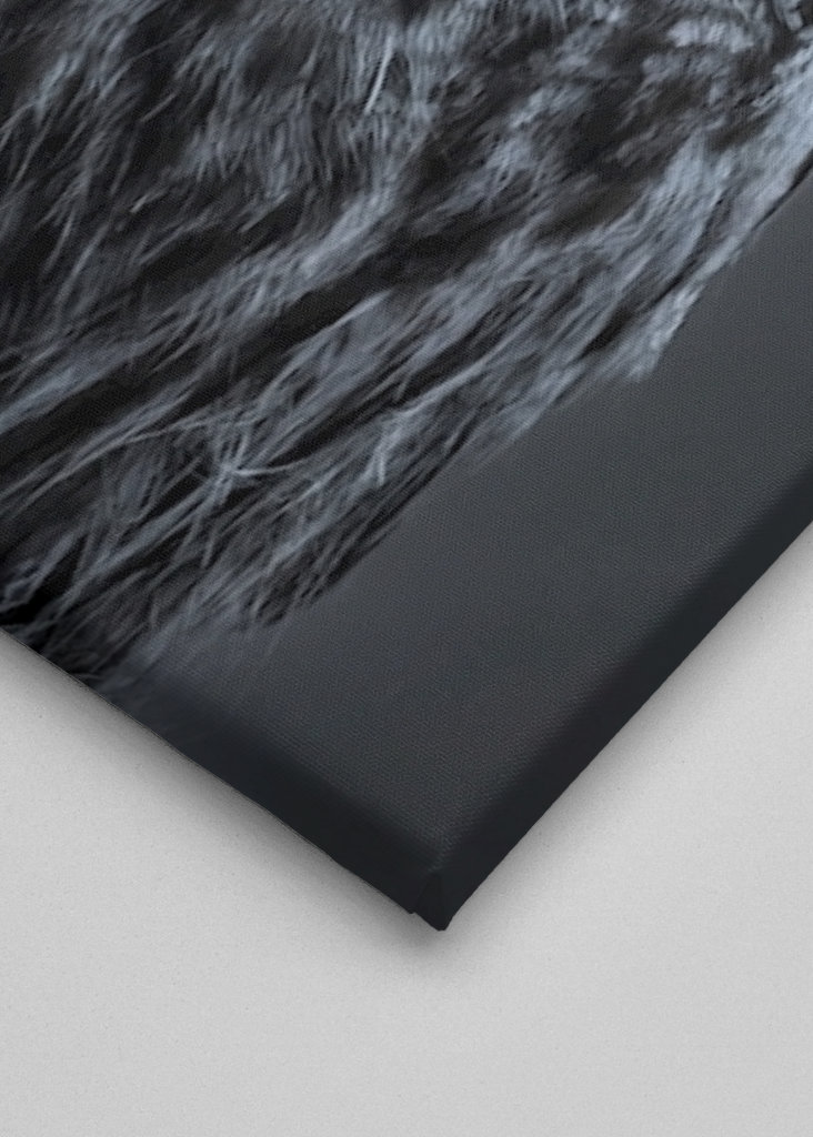 Eule im letzten Licht des Abends