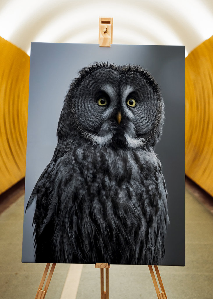 Eule im letzten Licht des Abends