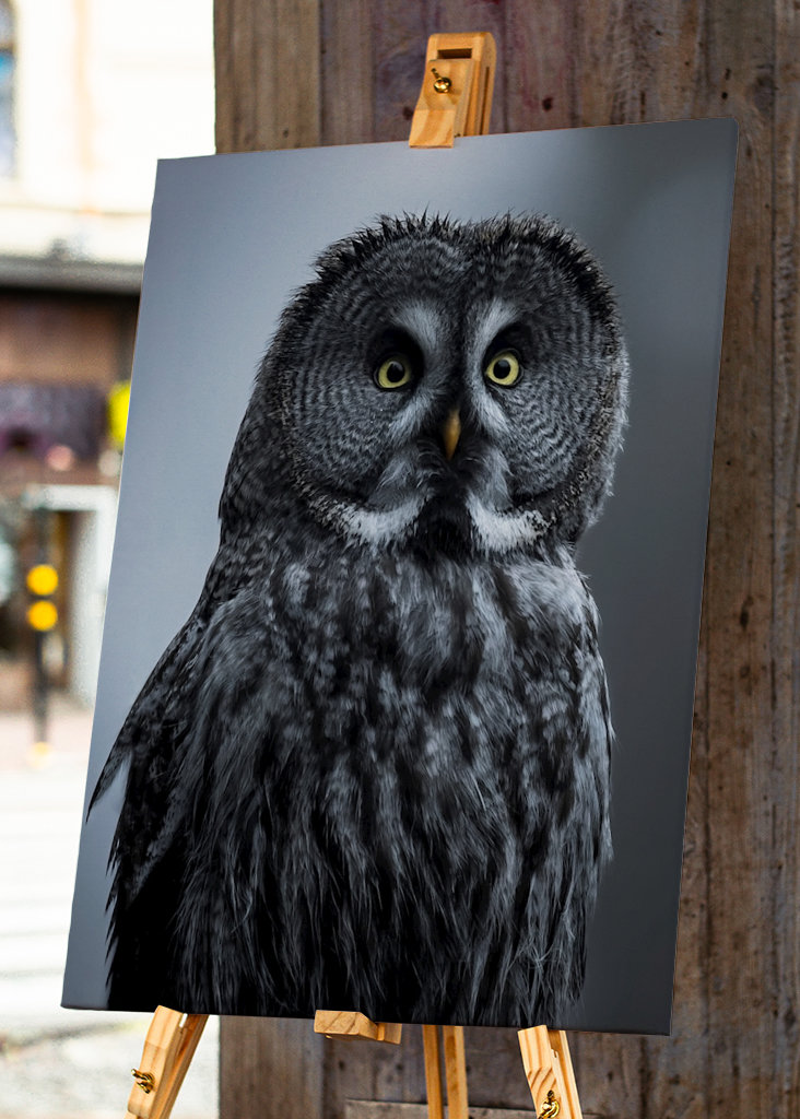 Eule im letzten Licht des Abends