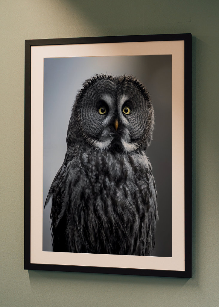 Eule im letzten Licht des Abends