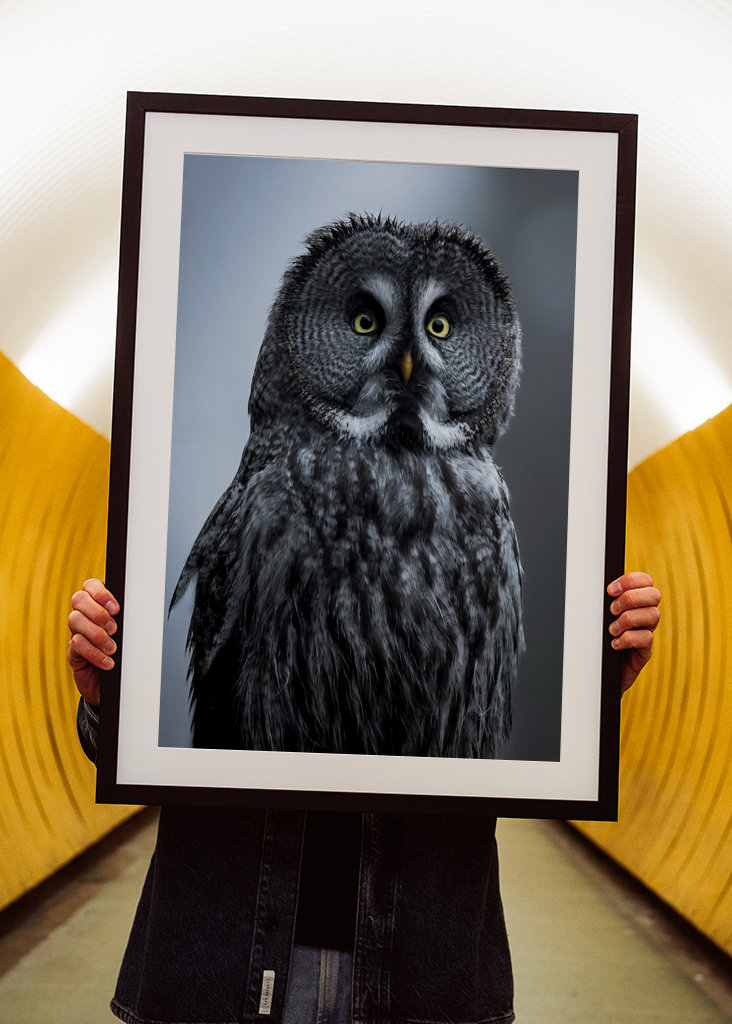 Eule im letzten Licht des Abends