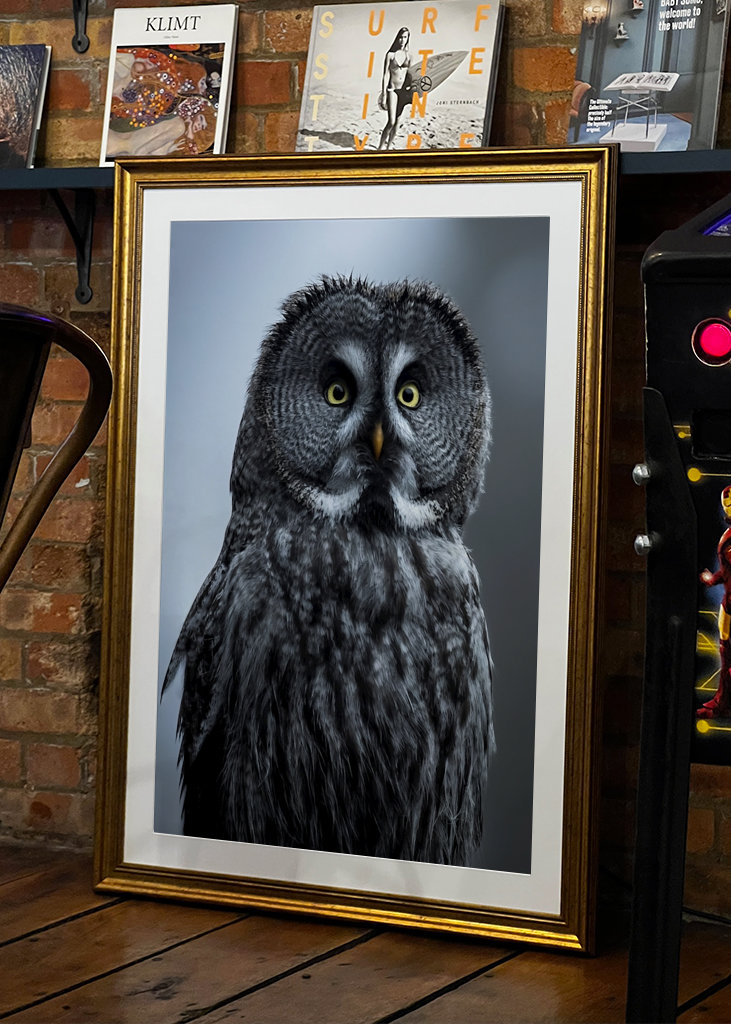 Eule im letzten Licht des Abends