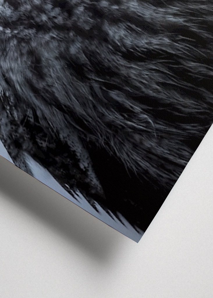 Eule im letzten Licht des Abends