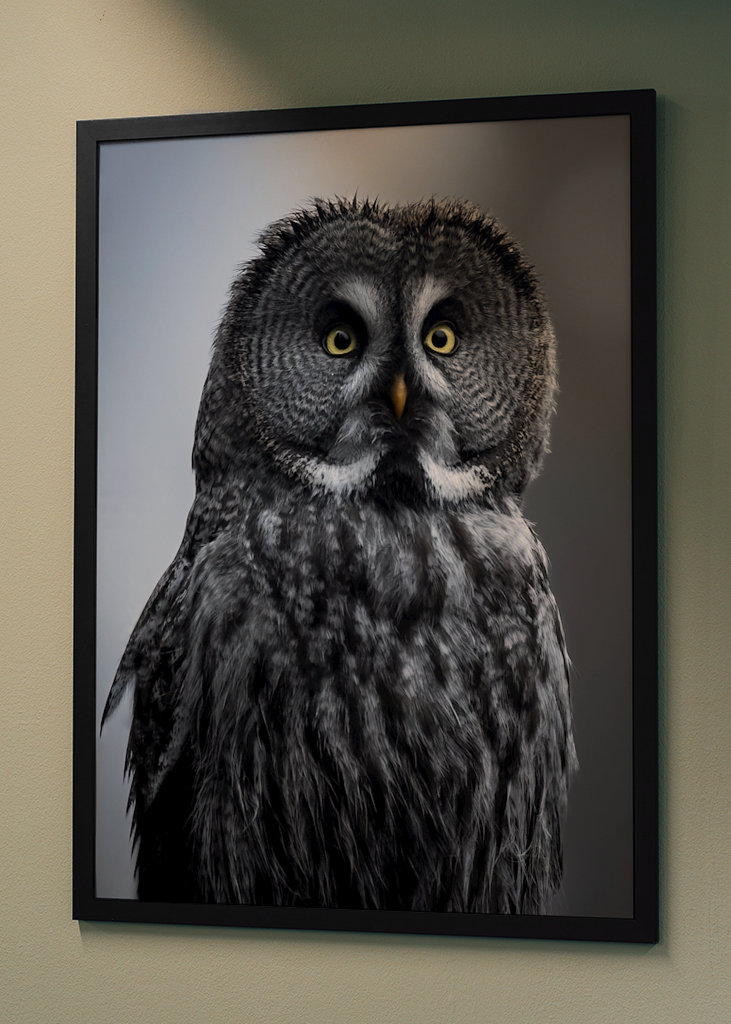 Eule im letzten Licht des Abends