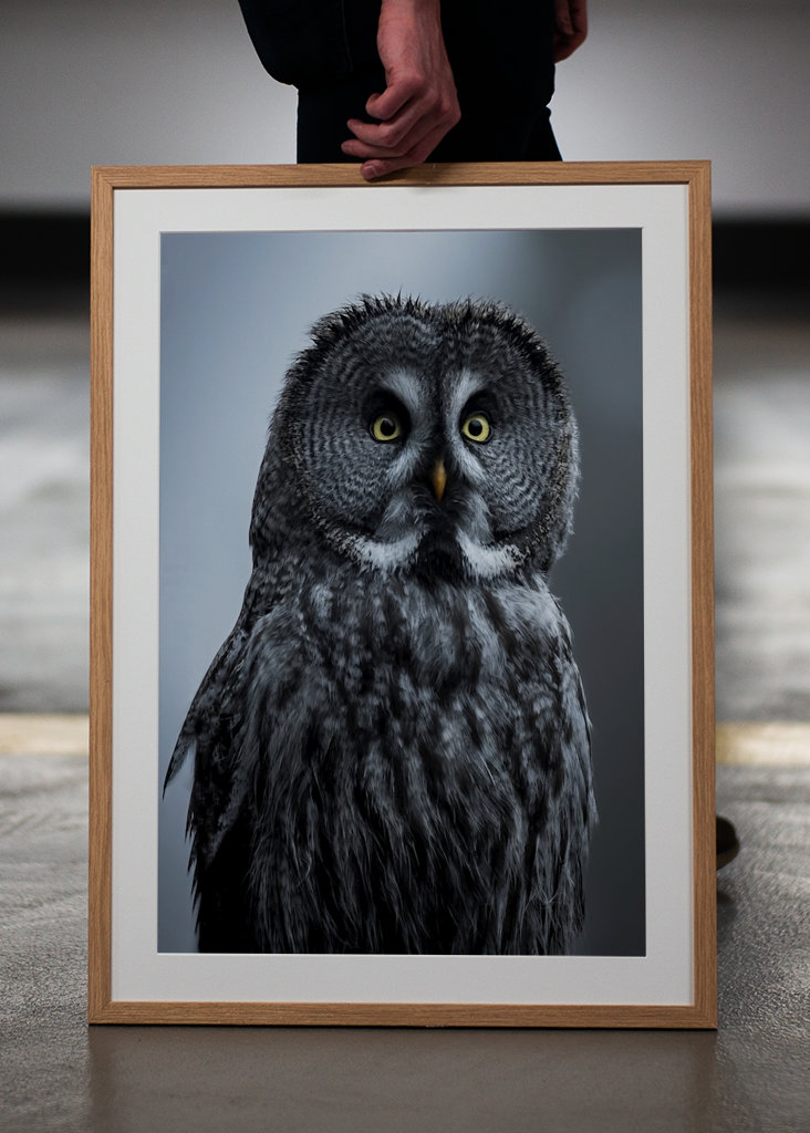 Eule im letzten Licht des Abends