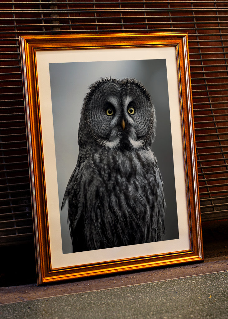 Eule im letzten Licht des Abends