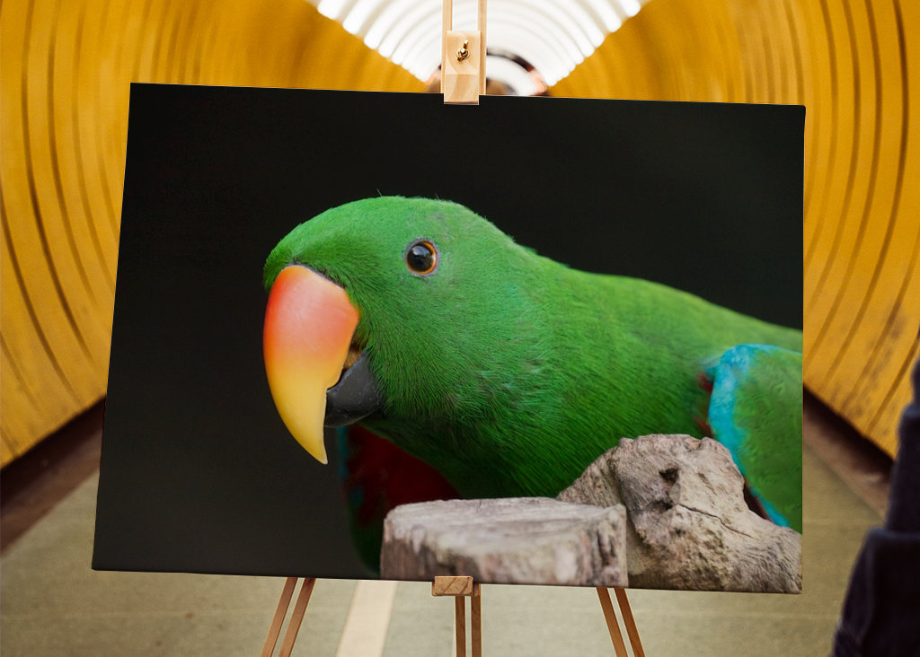 Ciekawa szlachetna papuga 