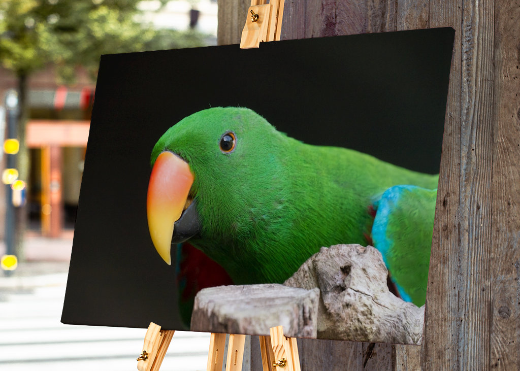 Ciekawa szlachetna papuga 