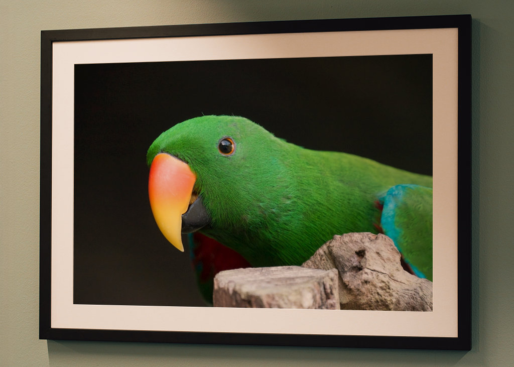 Ciekawa szlachetna papuga 