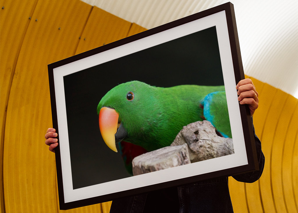 Ciekawa szlachetna papuga 