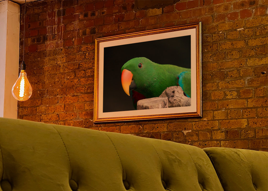 Ciekawa szlachetna papuga 