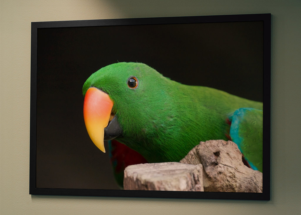 Ciekawa szlachetna papuga 