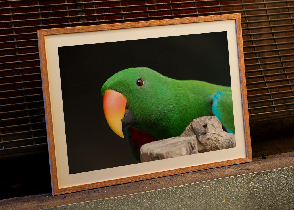 Ciekawa szlachetna papuga 