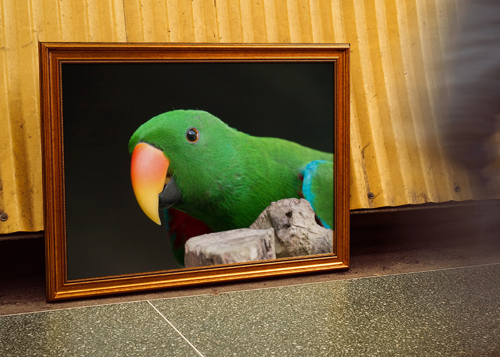 Ciekawa szlachetna papuga 