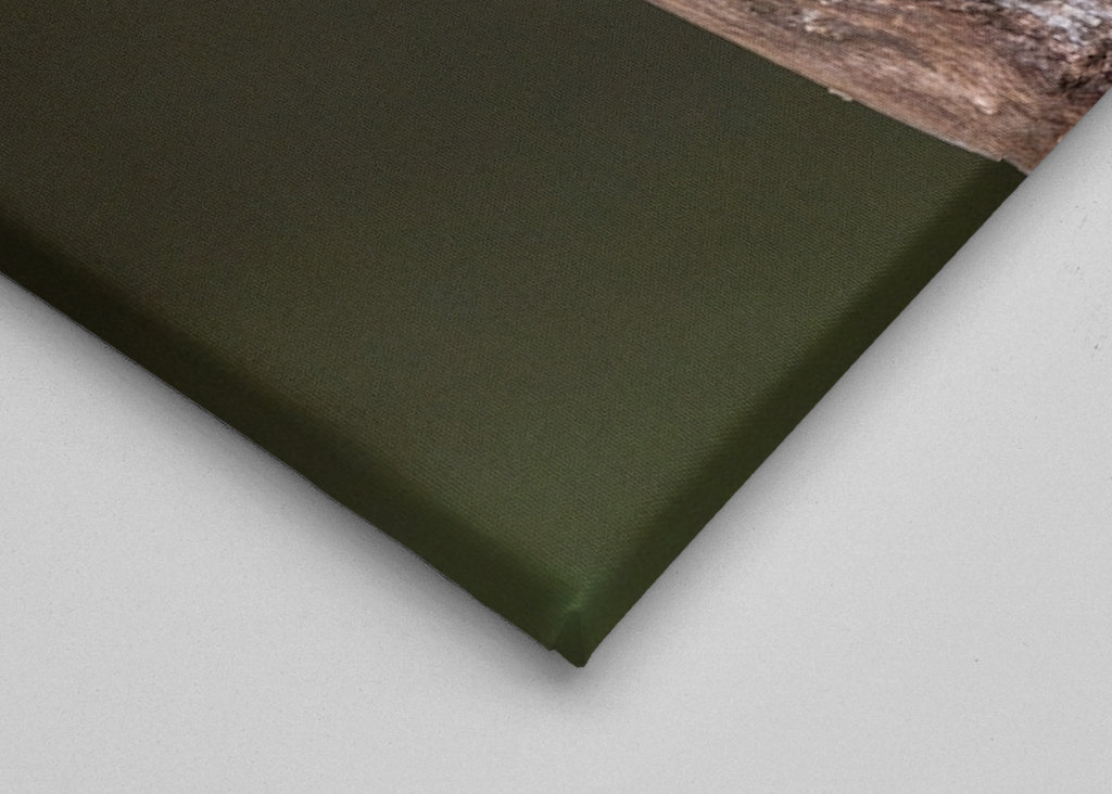 Szaropapagei (Eclectus roratus)