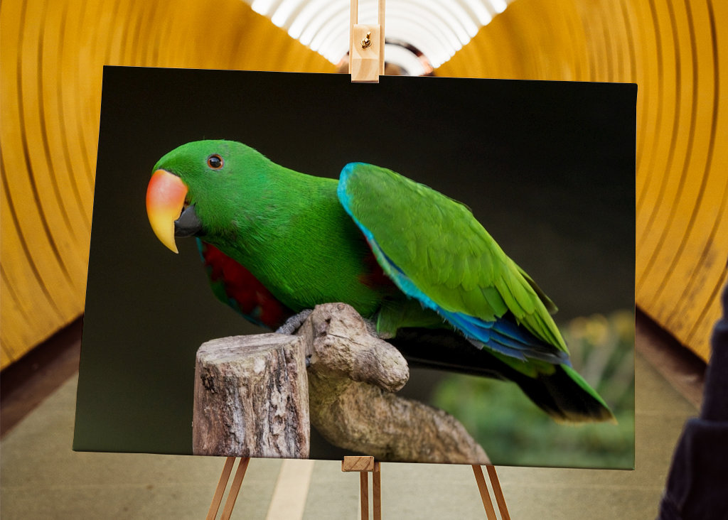 Szaropapagei (Eclectus roratus)