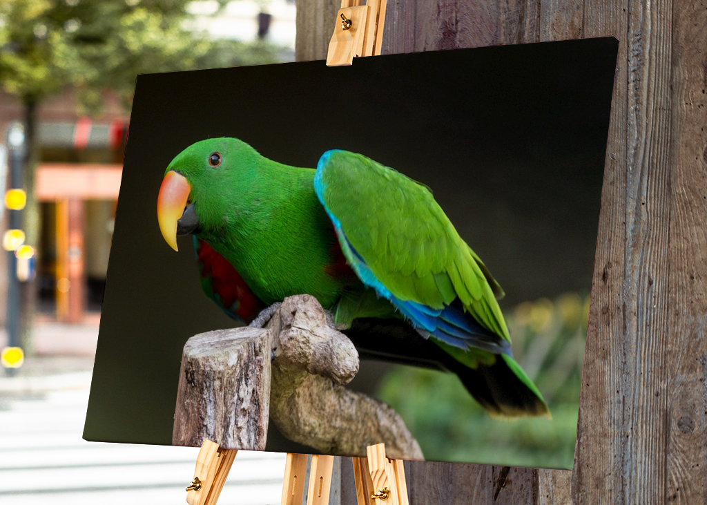 Szaropapagei (Eclectus roratus)