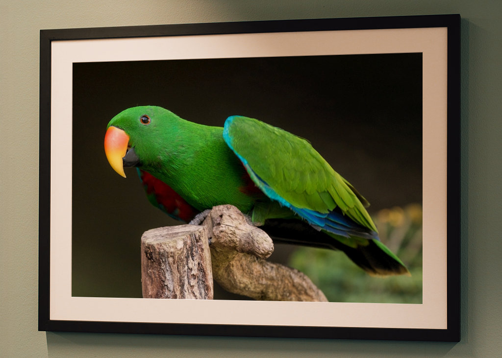 Szaropapagei (Eclectus roratus)