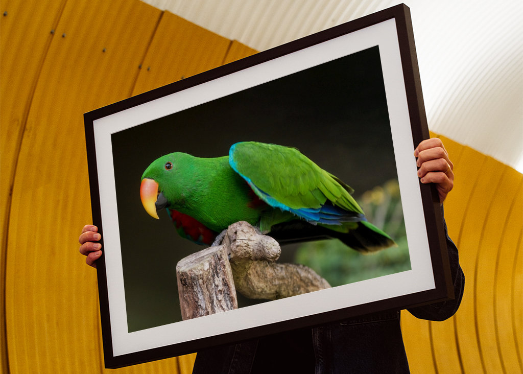 Szaropapagei (Eclectus roratus)