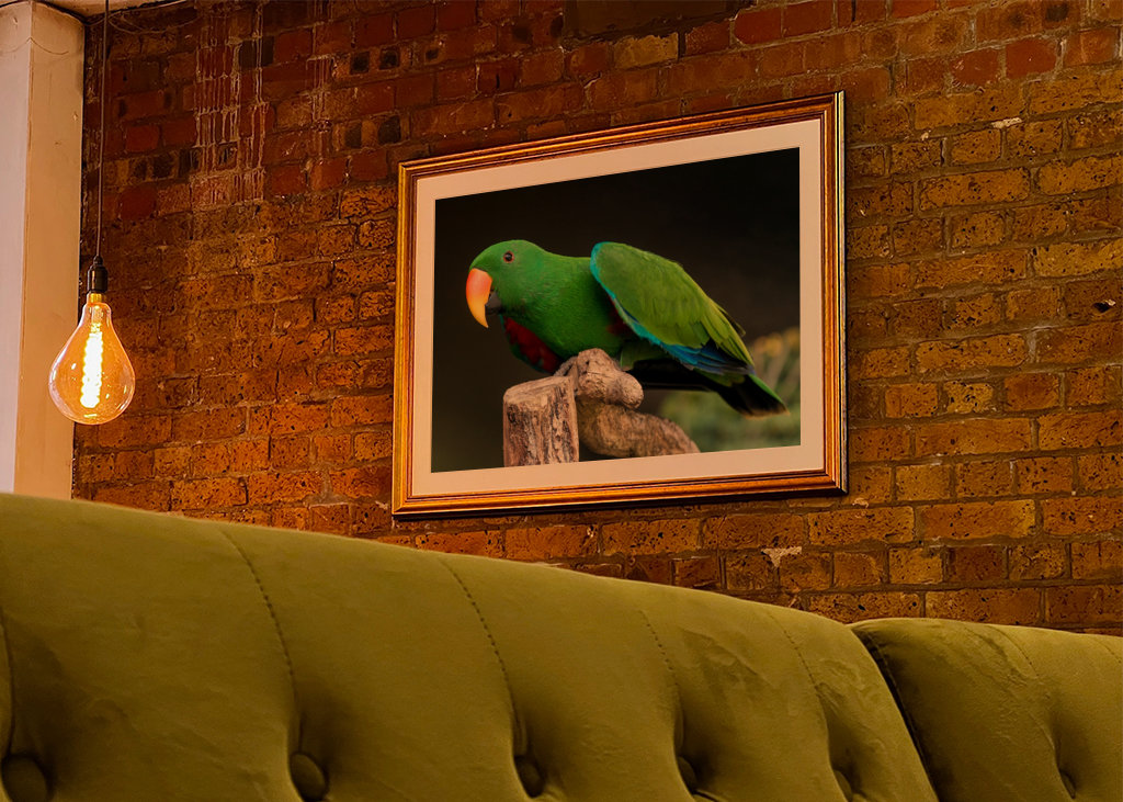 Szaropapagei (Eclectus roratus)