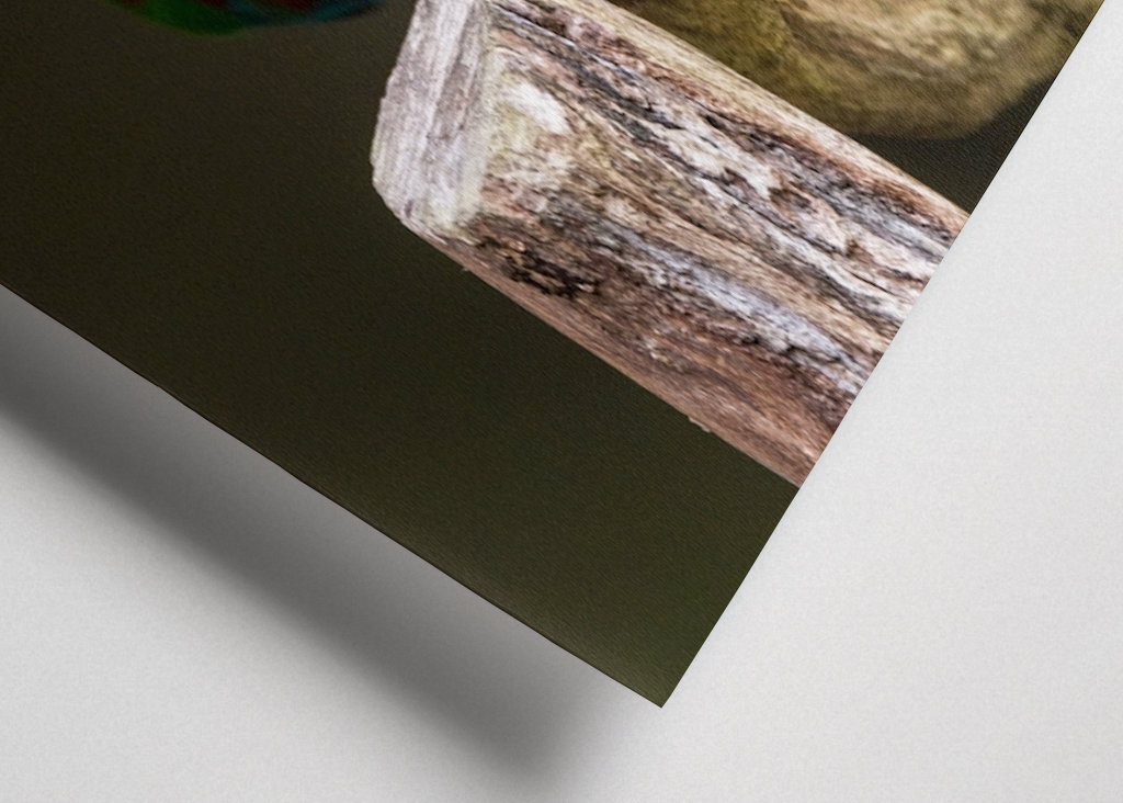 Szaropapagei (Eclectus roratus)