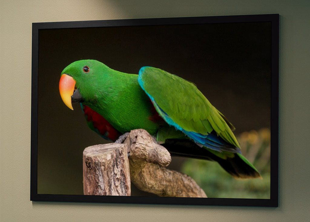 Szaropapagei (Eclectus roratus)
