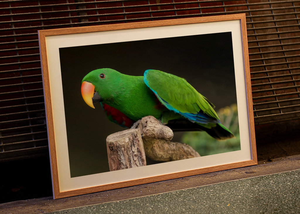 Szaropapagei (Eclectus roratus)