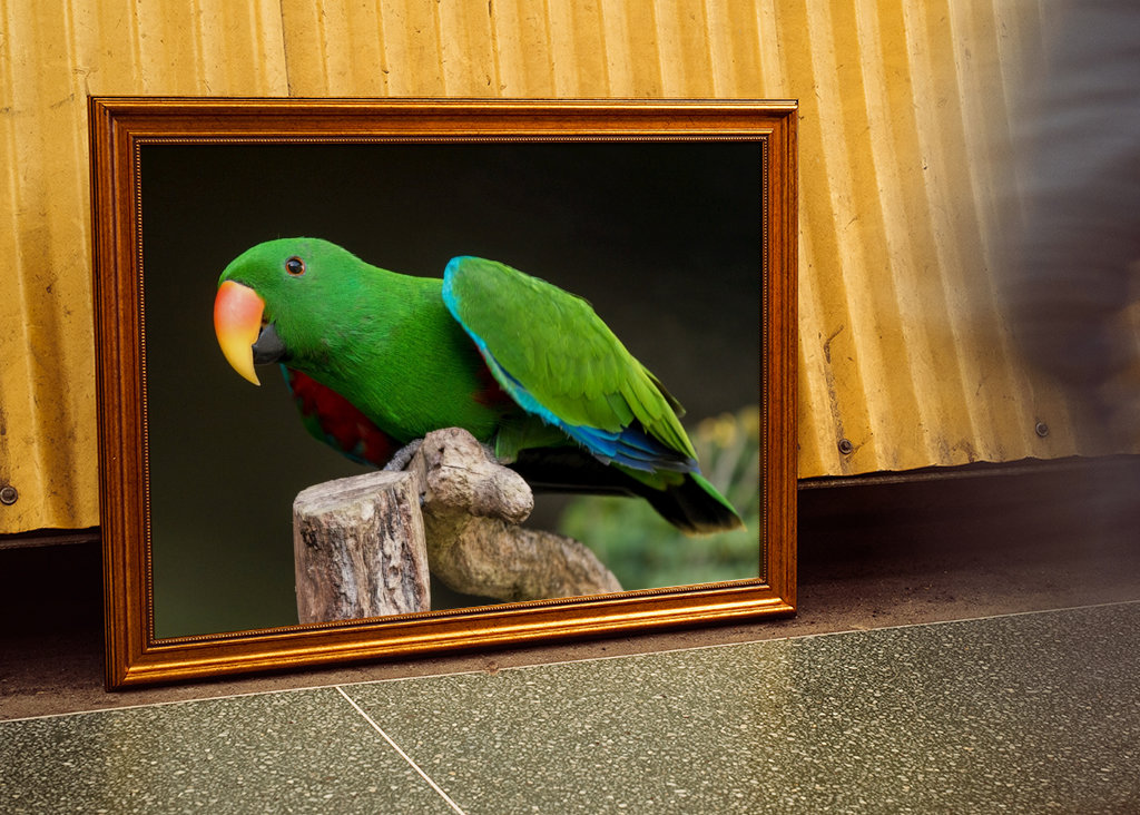 Szaropapagei (Eclectus roratus)