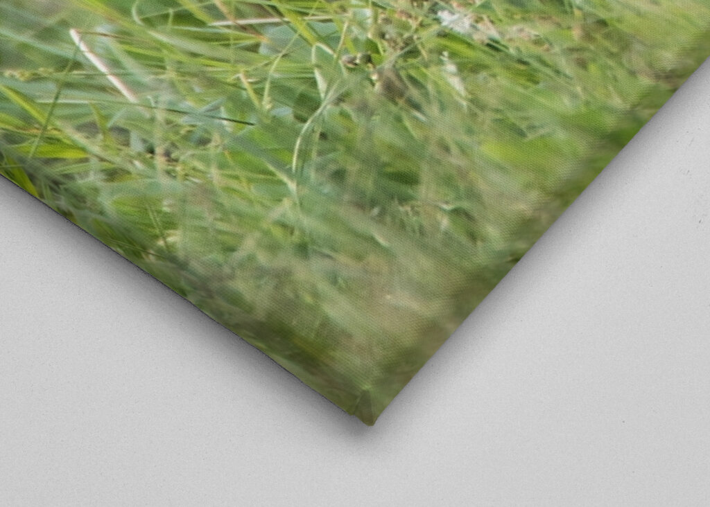 Matning av nyfödd tranunge