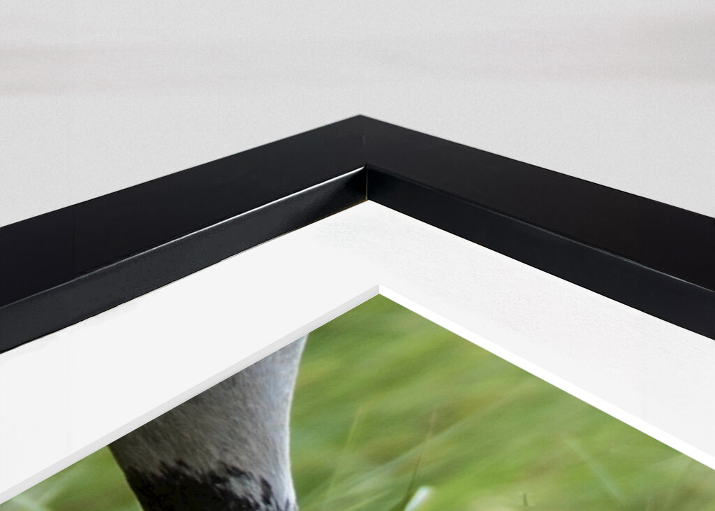 Matning av nyfödd tranunge