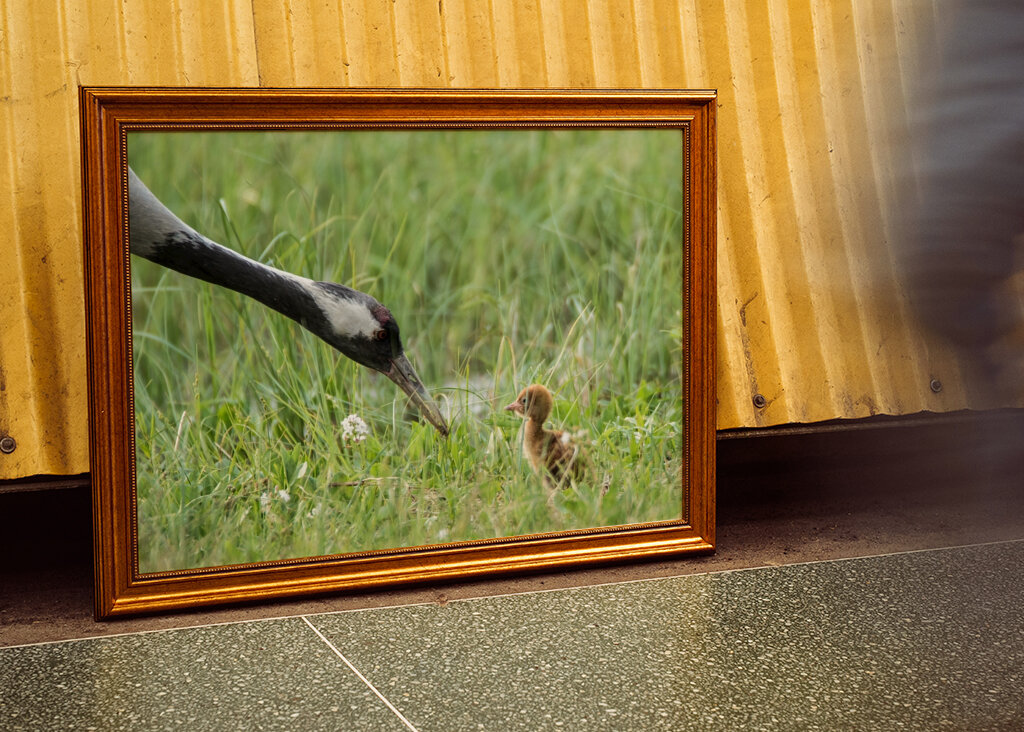 Matning av nyfödd tranunge