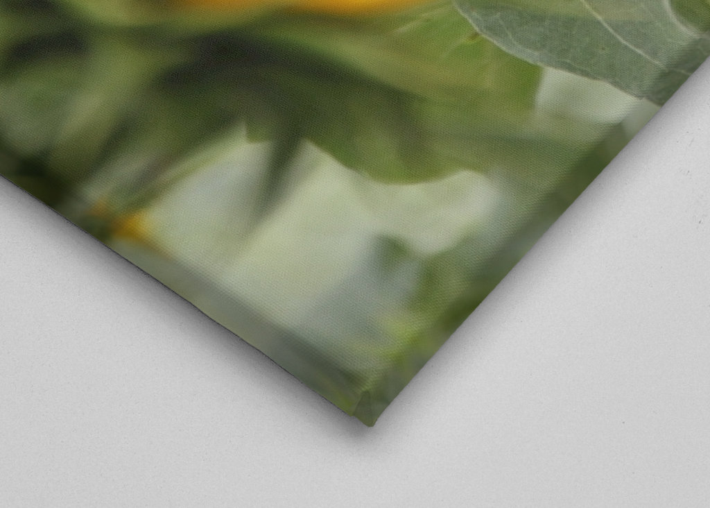 Schöne Sonnenblumen